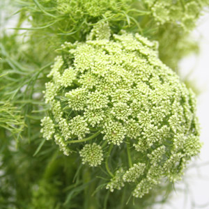 (image for) Queen Ann Lace