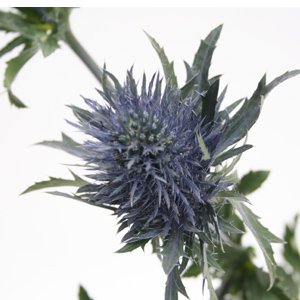 Eryngium - Blue