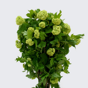 (image for) Viburnum