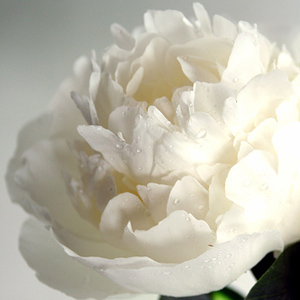 (image for) Peony - White