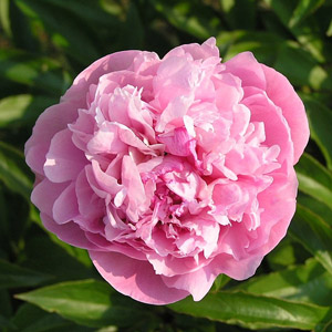 (image for) Peony - Light Pink