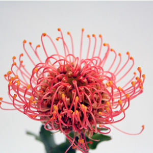 (image for) Peony - Red