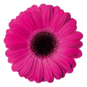 Mini Gerbera - 70 Stems Caprice