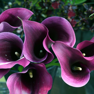 Mini Calla - Purple