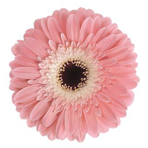 Gerbera - 50 Stems Pink/Black Center