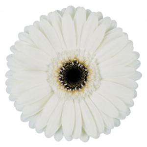 Gerbera - 45 Stems White/Black Center