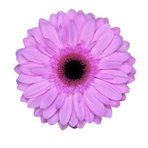 Gerbera - 45 Stems Pink/Black Center