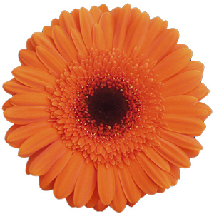 Gerbera - 50 Stems Orange/Black Center