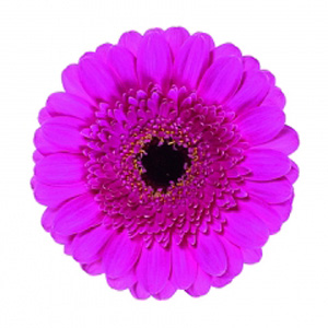 Mini Gerbera - 10 Stems Hot Pink/Green Center