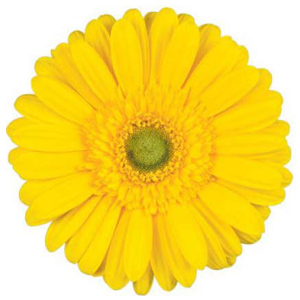 Gerbera - 50 Stems Yellow/Green Center