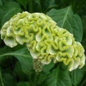 Celosia - Green Cockscomb