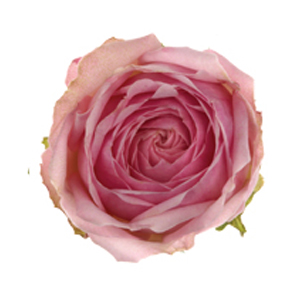 Garden Spray - Rose Quartz Gem - Click Image to Close