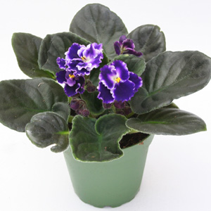 African Violet 4 inch - 15 Assorted